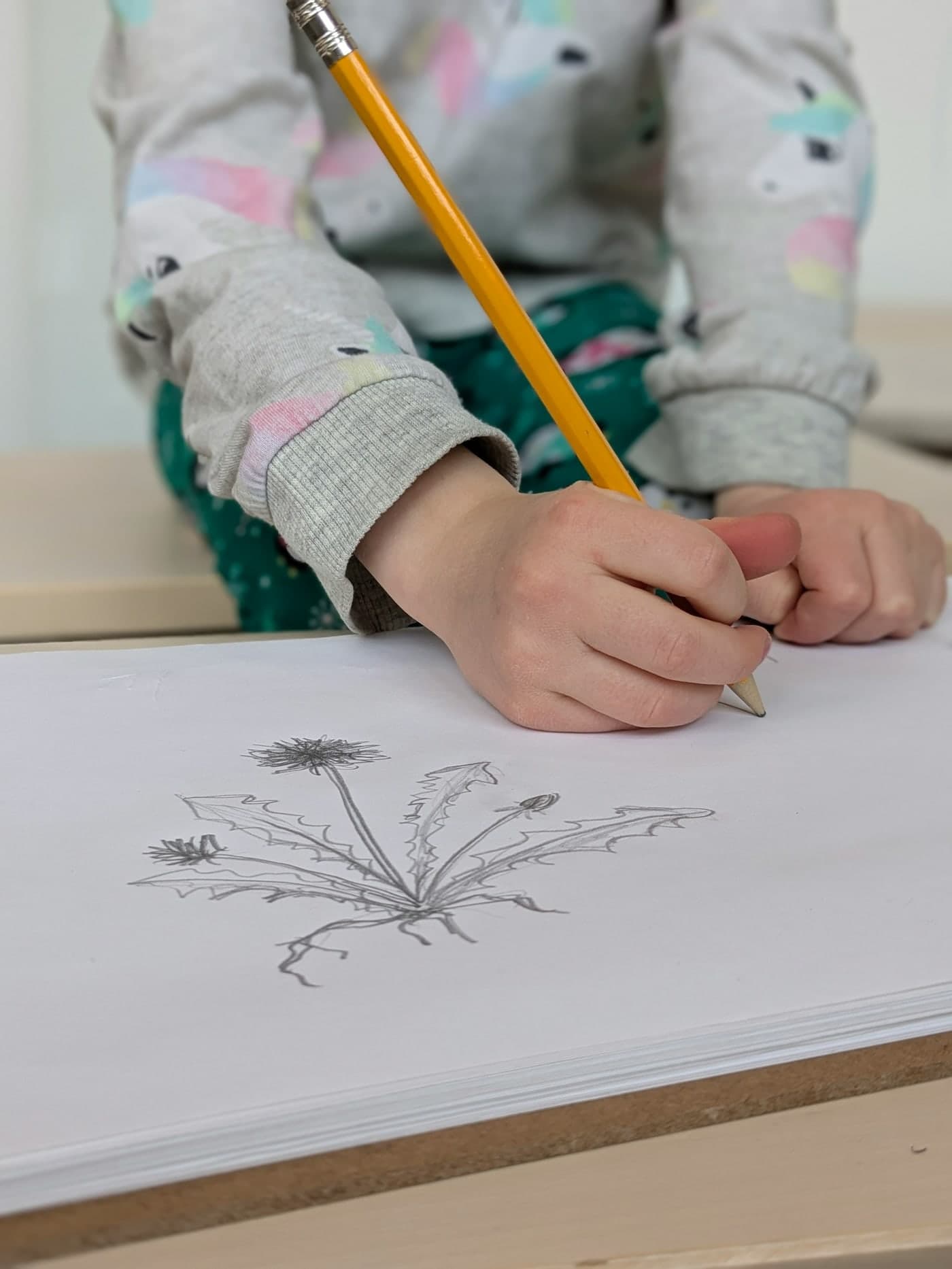 A child's hand drawing a dandelion in pencil